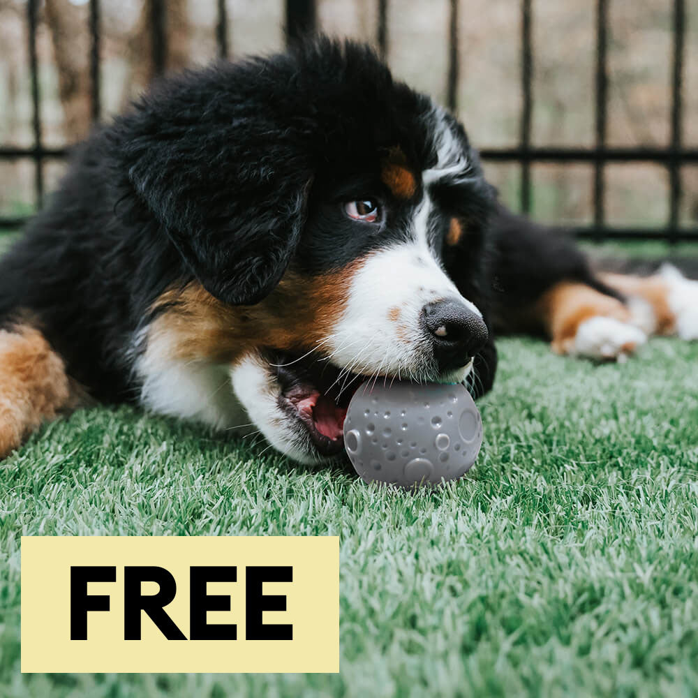 Cosmos Feeder Training Ball Dog Toys