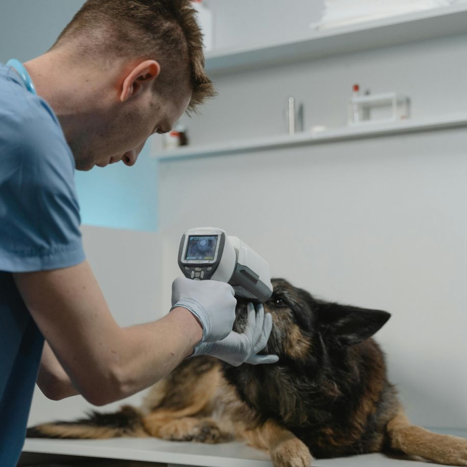 Why Do Dogs Eyes Tear Up and What It Means for Your Pet