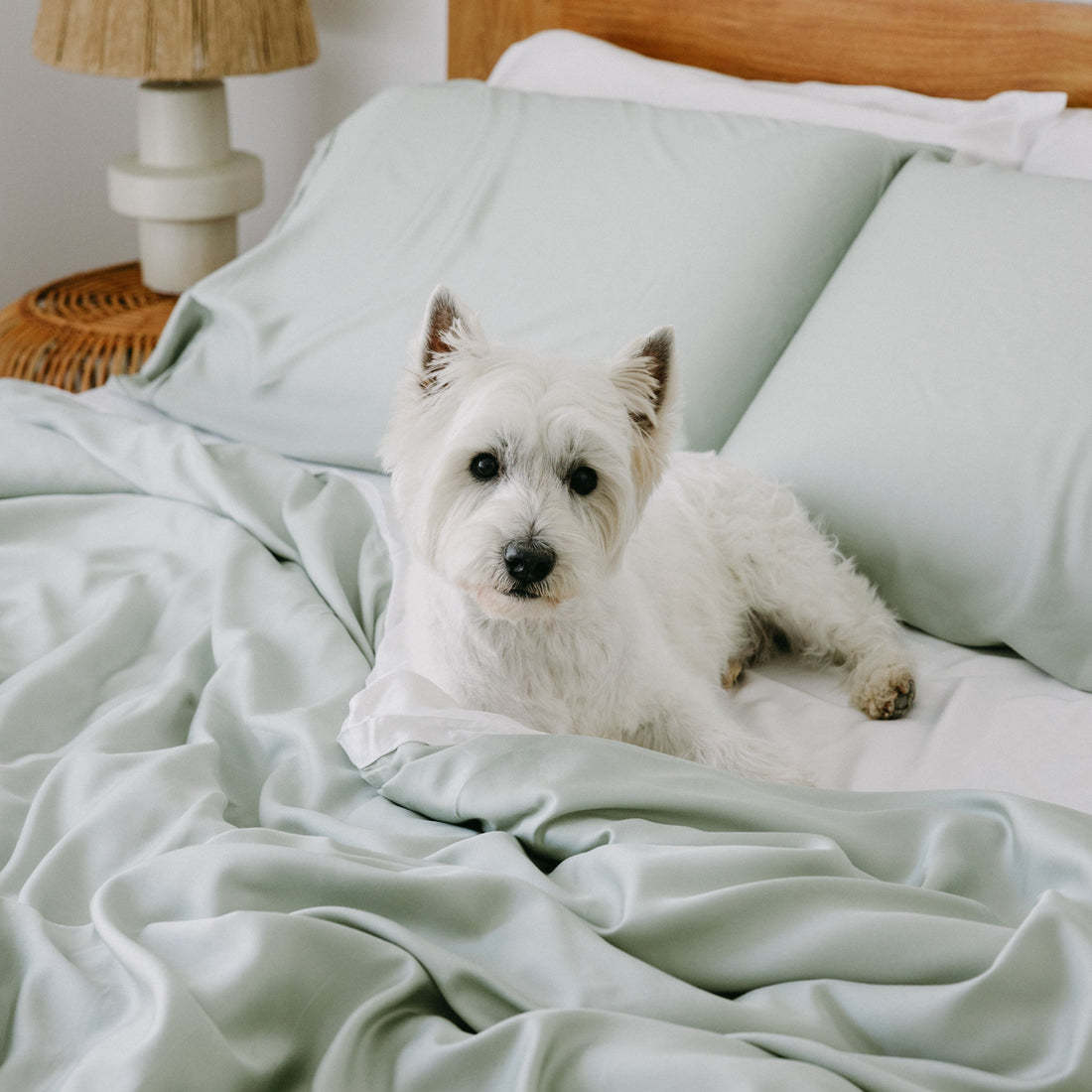 Cómodo sateen sateen 100% bambú décimo de bambú sé de sábana
