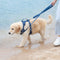 Gummy Cool Dog Accessories Walk Set - FUNNYFUZZY