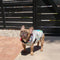 Reversible Waterproof Dog Rain Coat - Graffiti & Iridescent - FUNNYFUZZY