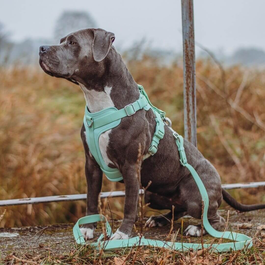 Gummy Dog Harness - FUNNYFUZZY